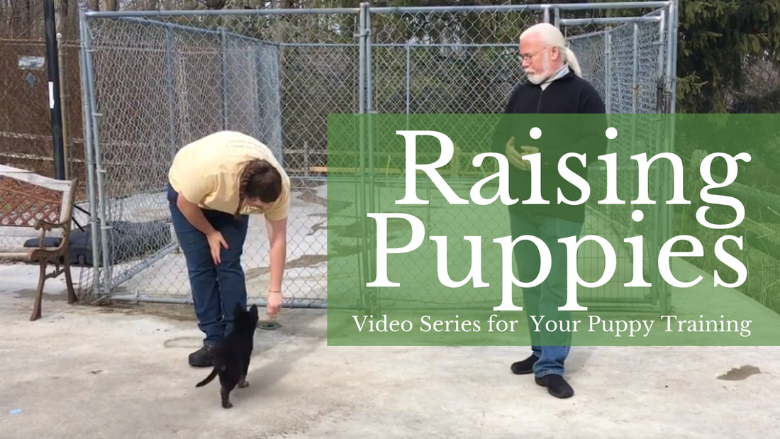 Raising puppies - basic commands for raising puppies - puppy training