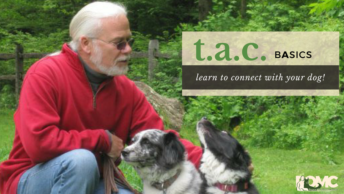 PicturePeace of Mind Canine LLC - Dog Training CT - Jack Crann - The Affection Connection 